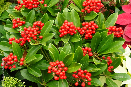 Vibrant red Skimmia berries against green leaves