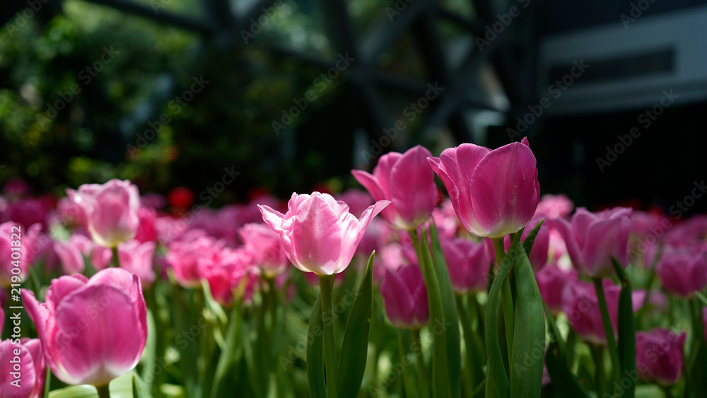 Fototapeta premium Beautiful pink tulip flowers blooming in the garden during spring season.