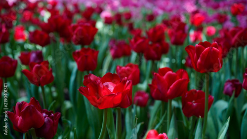 Beautiful red tulip flowers blooming in the garden during spring season.