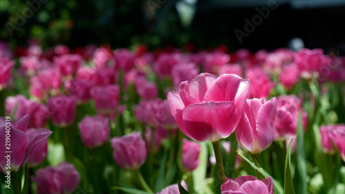 Beautiful pink tulip flowers blooming in the garden during spring season.