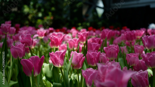 Beautiful pink tulip flowers blooming in the garden during spring season.