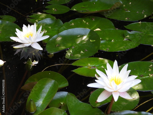 Two white water lilies blooming among green lily pads on garden pond