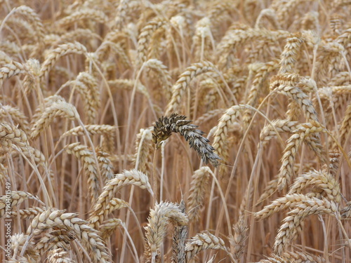 Damaged dark wheat ear standing among healthy ripe wheat in agricultural field