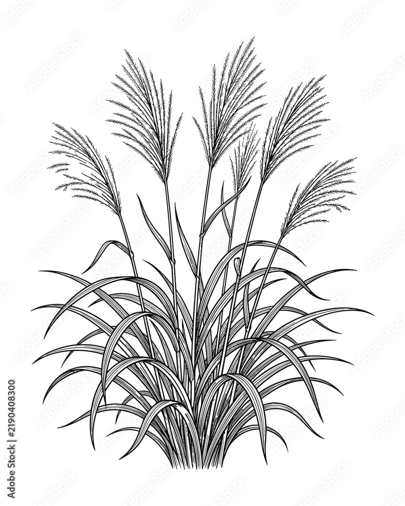 Obraz premium Botanical ink illustration of ornamental grass, black and white hand drawn plant