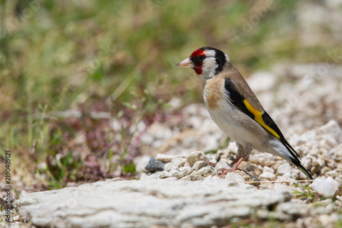 European Goldfinch (Carduelis carduelis) Standing on Stony Ground - Italy