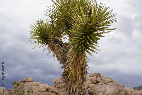 A lone Joshua tree (Yucca brevifolia) blooms in the desert of Joshua Tree National Park, California, United States of America.