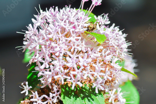 Foto Chinese Glory Bower, Clerodendrum bungei Steud or Glory Bower or Lamiaceae or Ro