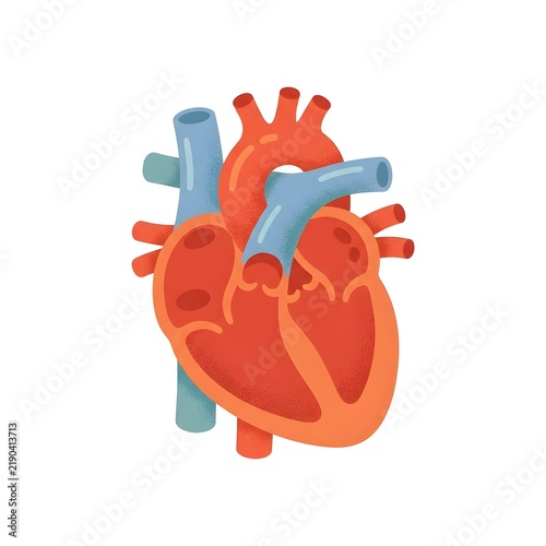 Human Heart Cross Section Anatomy Illustration on White Background