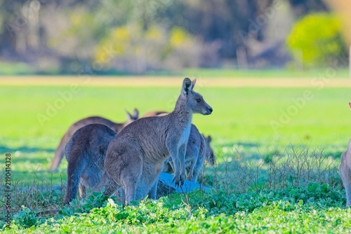 Watchful eastern grey kangaroo in redgum woodland, Woodlands historic park, Victoria Australia. possibly the best place to see wild kangaroos in the greater Melbourne area.