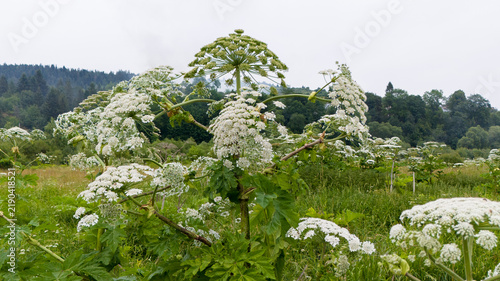 Thickets of Heracleum sosnowskyi  (Sosnowsky's hogweed) in the natural ecosystems of the Carpathians, in the Stryi River valley. The invasive, poisonous plant Sosnowsky's hogweed in natural ecosystems