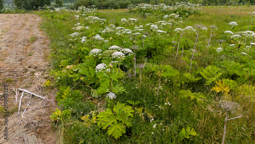 Thickets of Heracleum sosnowskyi  (Sosnowsky's hogweed) in the natural ecosystems of the Carpathians, in the Stryi River valley. The invasive, poisonous plant Sosnowsky's hogweed in natural ecosystems
