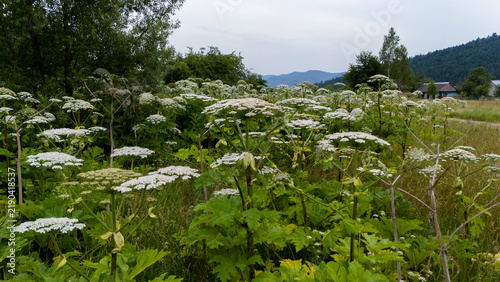 Thickets of Heracleum sosnowskyi  (Sosnowsky's hogweed) in the natural ecosystems of the Carpathians, in the Stryi River valley. The invasive, poisonous plant Sosnowsky's hogweed in natural ecosystems