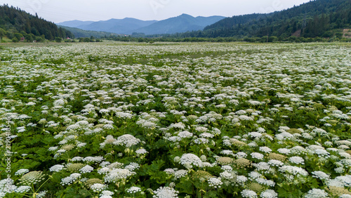 Thickets of Heracleum sosnowskyi  (Sosnowsky's hogweed) in the natural ecosystems of the Carpathians, in the Stryi River valley. The invasive, poisonous plant Sosnowsky's hogweed in natural ecosystems