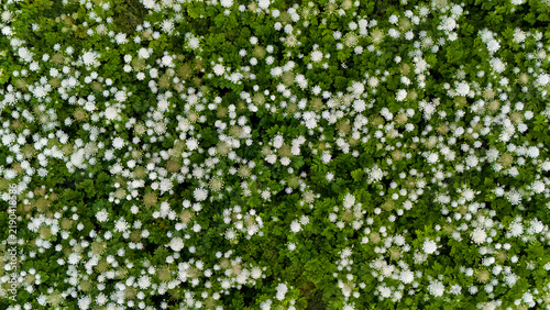Thickets of Heracleum sosnowskyi  (Sosnowsky's hogweed) in the natural ecosystems of the Carpathians, in the Stryi River valley. The invasive, poisonous plant Sosnowsky's hogweed in natural ecosystems
