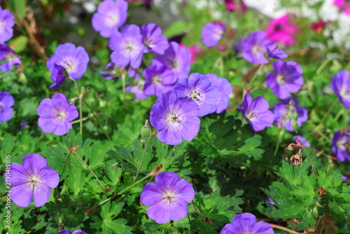 Geranium 'Rozanne'