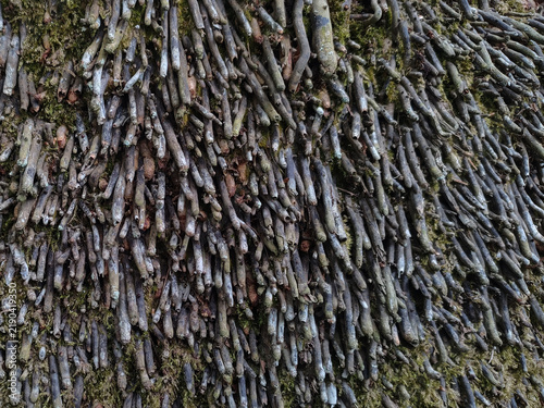 Canvastavla Close up texture of dense old palm tree roots with green moss growing between th