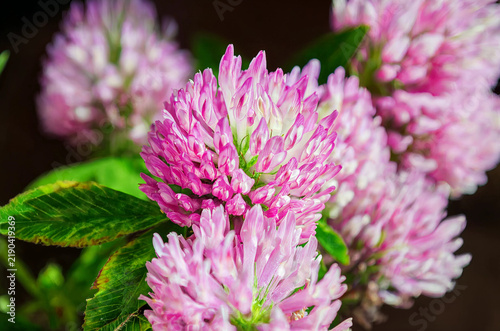 Red Clover Flowers in Macro Close-Up