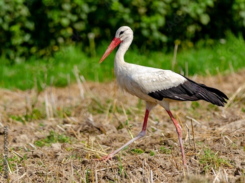 White stork (Ciconia ciconia) in summer.