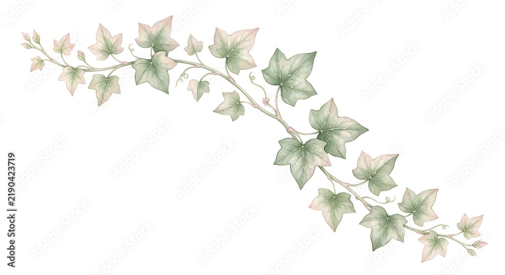 Obraz premium Delicate Watercolor Illustration Of A Trailing Ivy Vine Branch With Green Leaves On White Background