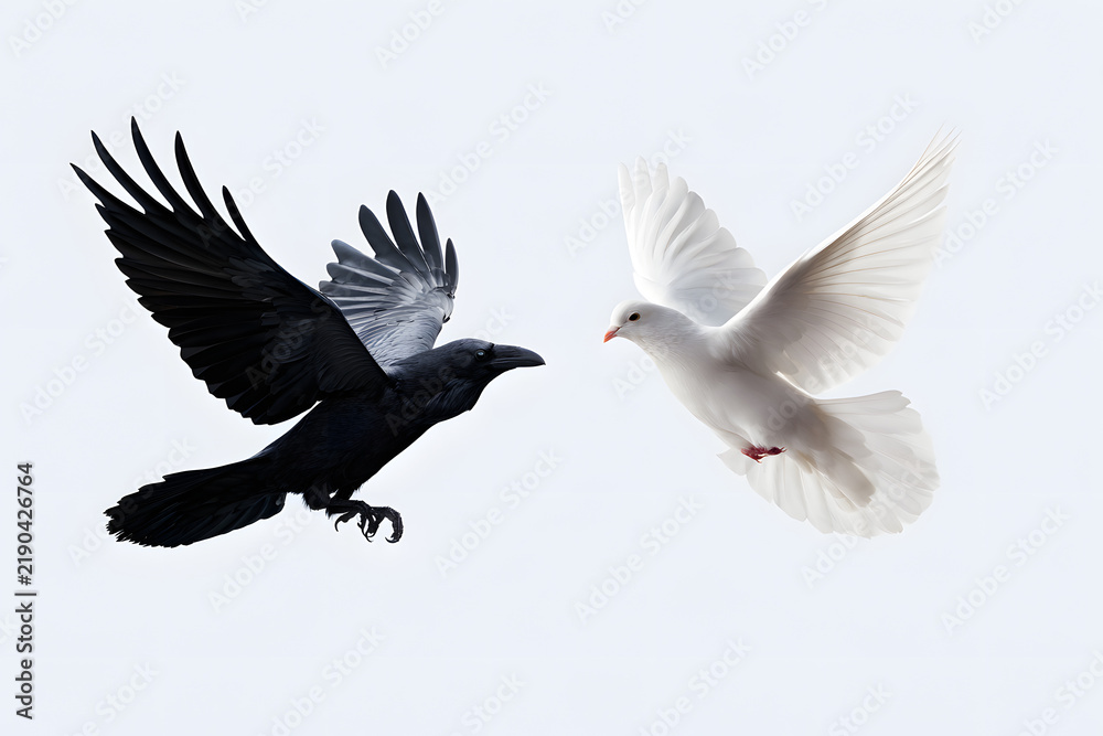 Obraz premium The dark raven alongside the white dove in flight, symbolizing the contrast and duality