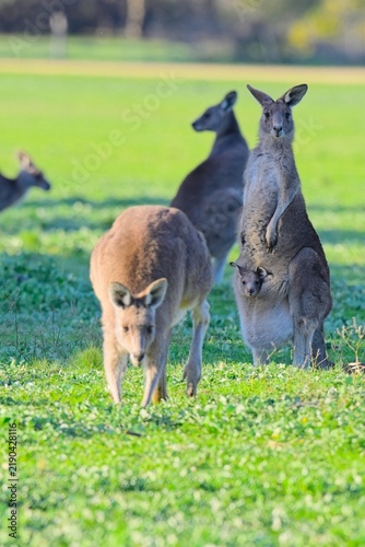 Fotografía large eastern grey kangaroo feeding in the foreground as female with large joey in pouch watches carefully