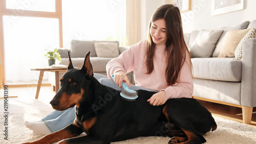 Young woman grooming Doberman dog in bright modern home interior