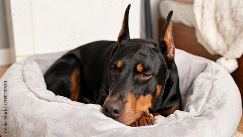 Calm Doberman dog resting comfortably on soft indoor pet bed