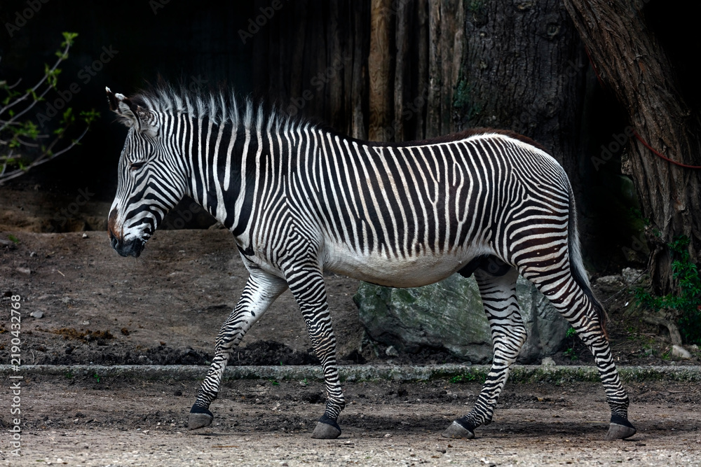 Obraz premium Walking Grevy zebra male. Latin name - Equus grevyi