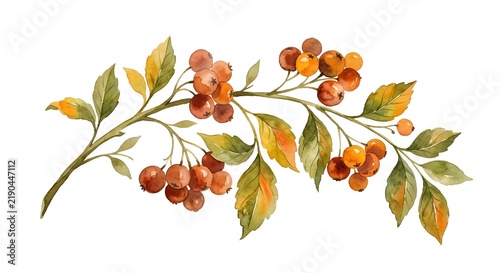 Watercolor Painting Of Autumn Rowan Berries On A Branch With Golden Leaves Against White Background