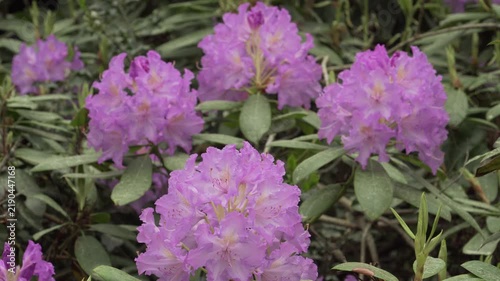 Vibrant purple Catawba rhododendron flowers, Rhododendron catawbiense, bloom in a lush static garden scene. Great for botanical documentaries, horticultural guides, and spring nature content.