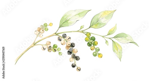 Watercolor Painting Of Black And White Peppercorn Branch With Fresh Green Leaves On White Background