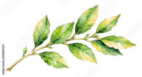 Watercolor Painting Of Green Foliage Branch With Vibrant Yellow Tones On A Clean White Background