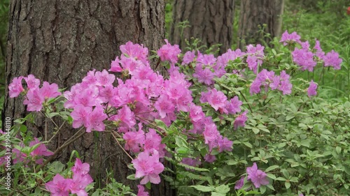 A static close-up of azalea blossoms shows vivid pink flowers against rough forest trunks and fresh foliage. Useful for botanical storytelling, horticulture themes, and regional nature productions.