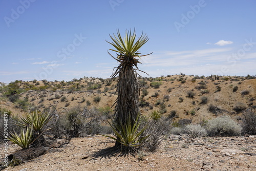 A lone Mojave yucca (Yucca schidigera) stands in a rocky desert landscape panorama of Joshua Tree National Park, California.