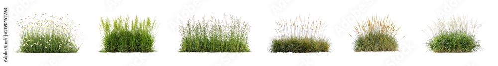 Obraz premium PNG Variety of ornamental grass clumps isolated on transparent