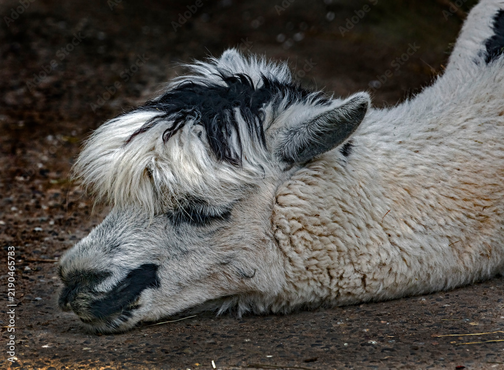 Fototapeta premium Black and white alpaca head. Latin name - Vicugna pacos