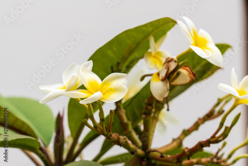 Beautiful close-up of white Frangipani (Plumeria) flowers blooming in a tropical garden. The shot highlights the delicate waxy white petals with a vibrant yellow center 