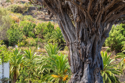 Icod de los Vinos Town and El Drago Tree Tenerife Canary islands Spain