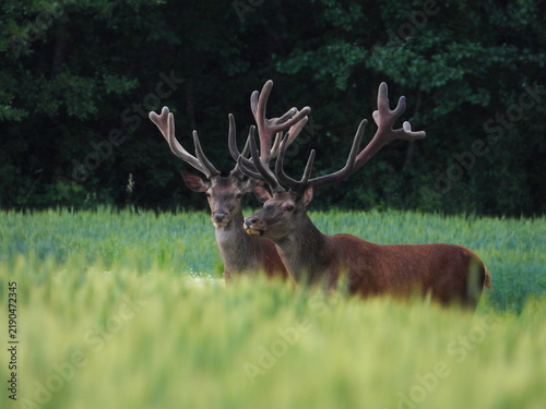 Plakat deer in the woods