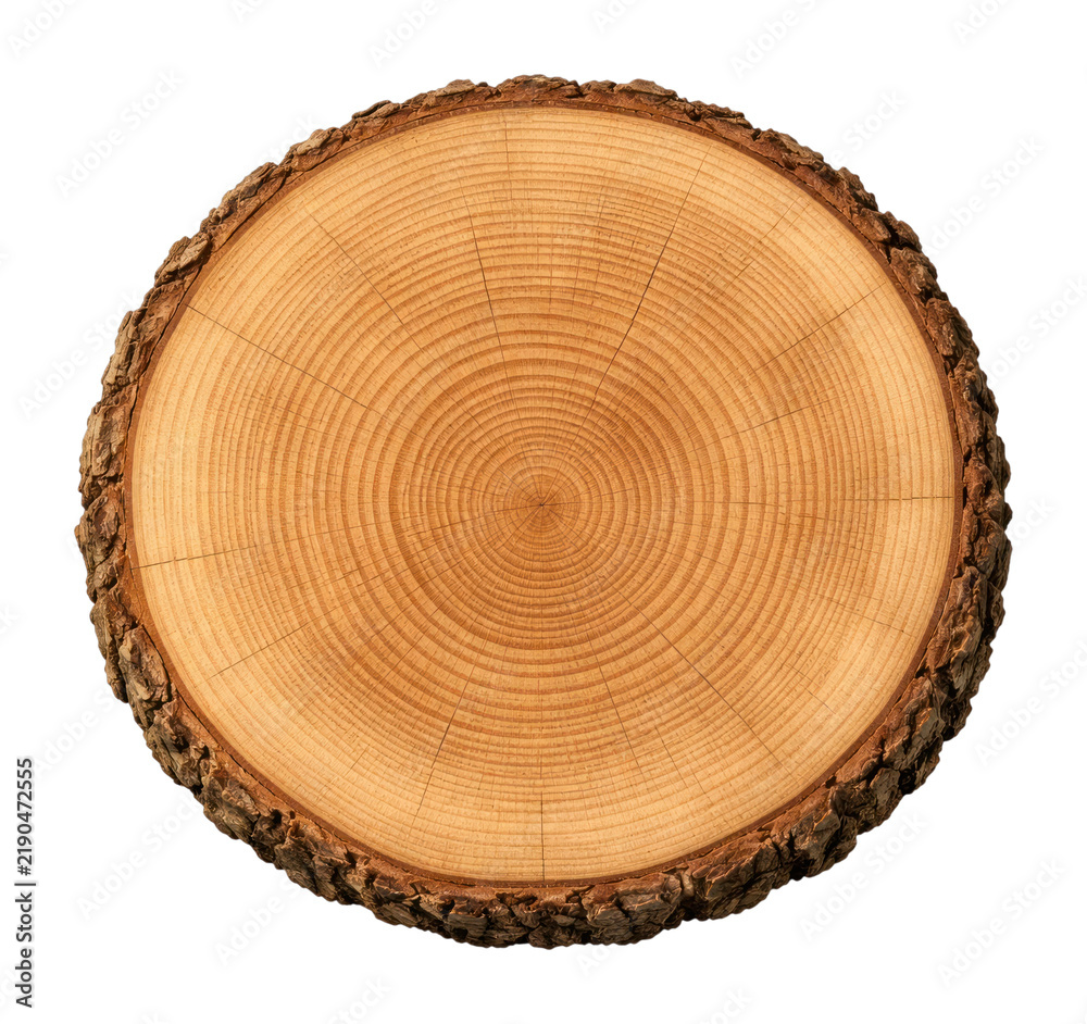 Obraz premium PNG Tree trunk cross section with visible growth rings and bark edge