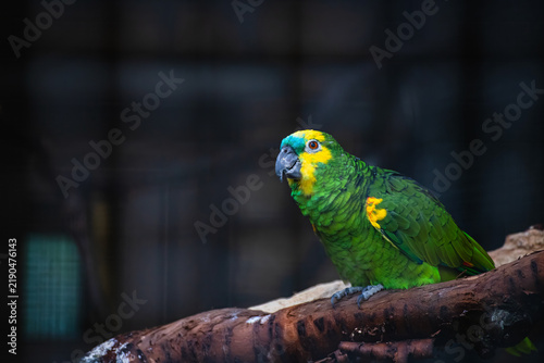 Venezuelan Amazon Parrot with Green and Red Plumage Perched on a Branch