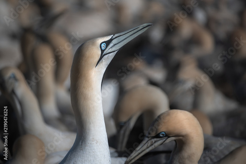 Konstfotografi Close up head portrait of a Cape Gannet with its head and beak raised against th