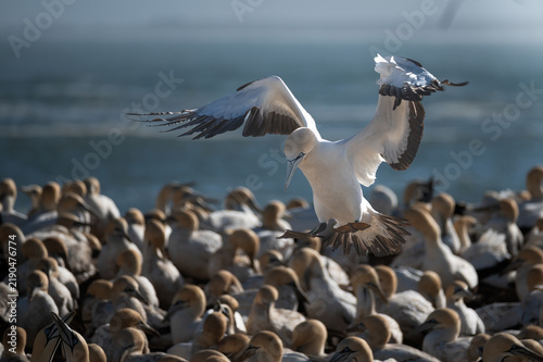 Foto Close up view of a Cape Gannet in flight dropping vertically into the throng of