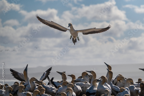 Grounded Cape Gannets aggressively pointing their beaks at a Gannet coming to land 