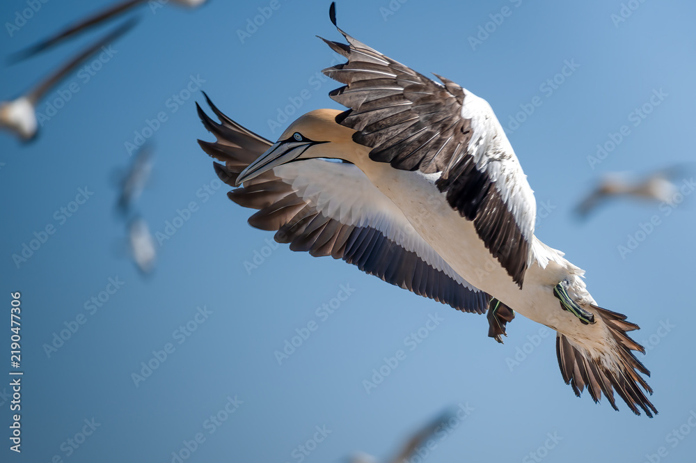 Obraz premium Close up view of a Cape Gannet against a busy sky backdrop with splayed wings air braking as it comes to land