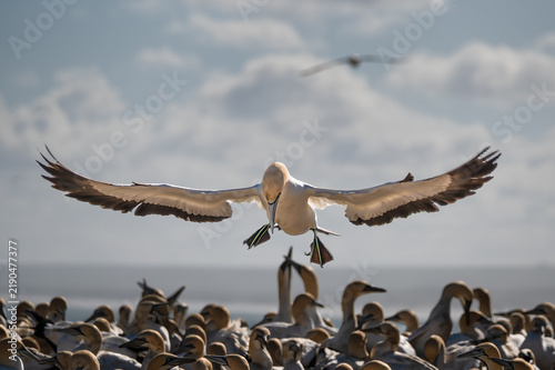 Obraz na plátně A frontal view of a Cape Gannet with outstretched wings and splayed webbed feet coming to land in the colony