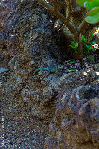 Lucertola a Madeira