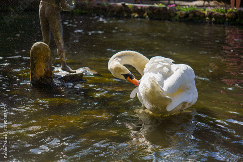 Cigno a Madeira