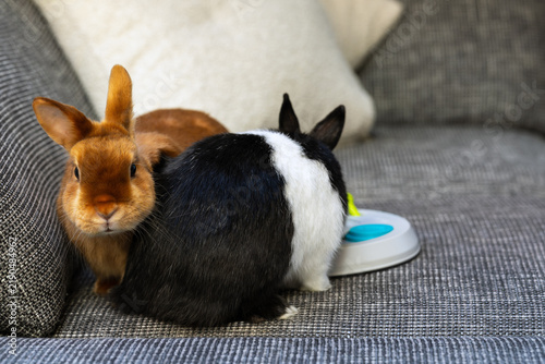 Brown Satin rabbit and Dutch rabbit resting together on sofa indoors