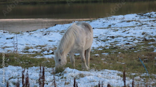 Quadro su tela Icelandic horse
